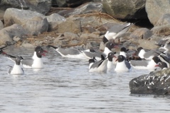 Leucophaeus atricilla megalopterus