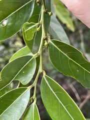 Glochidion lanceolarium