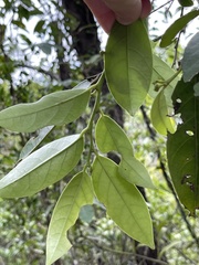 Glochidion lanceolarium