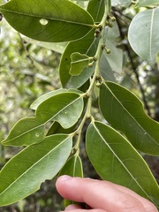 Glochidion lanceolarium