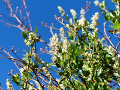 Ceanothus palmeri
