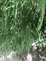 Cryptomeria