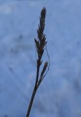 Carex simpliciuscula