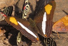 Adelpha zea
