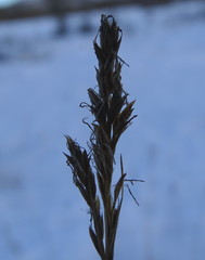 Carex simpliciuscula