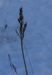 Carex simpliciuscula