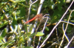 Sympetrum illotum