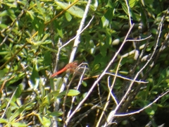 Sympetrum illotum