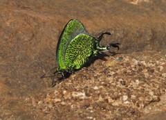 Arcas imperialis