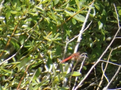 Sympetrum illotum