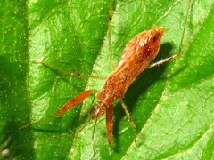 Gorpis brevilineatus