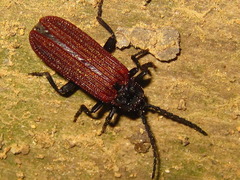 Benibotarus spinicoxis