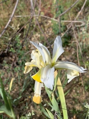 Iris orientalis