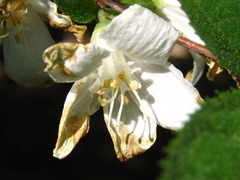 Deutzia uniflora