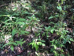 Psychotria loniceroides