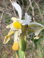 Iris orientalis