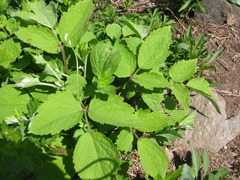 Clematis heracleifolia