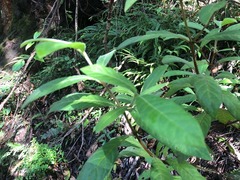 Psychotria loniceroides