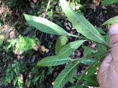 Psychotria loniceroides