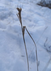 Carex simpliciuscula