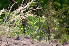 Eupatorium altissimum