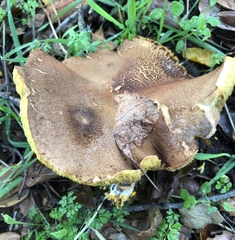 Boletus subtomentosus image