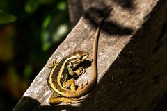 Liolaemus cyanogaster