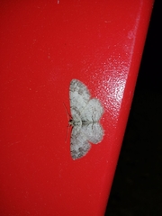 Paradarisa consonaria