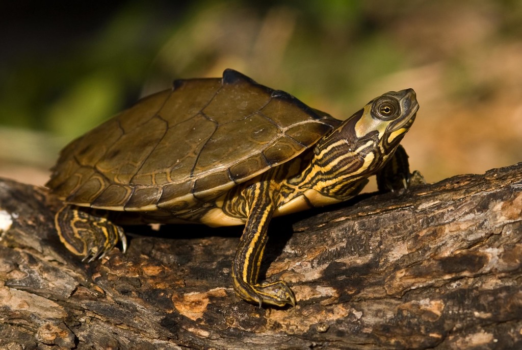 Alabama Map Turtle