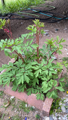 Lamprocapnos spectabilis