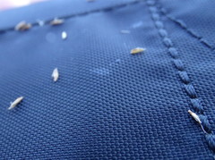 Carex simpliciuscula