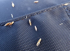 Carex simpliciuscula