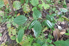 Smilax davidiana