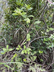Viburnum sempervirens