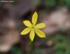 Sisyrinchium pringlei