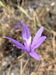 Brodiaea leptandra