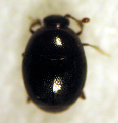Acritus nigricornis