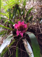 Canistrum cyathiforme