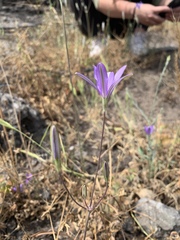 Brodiaea leptandra