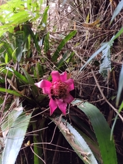 Canistrum cyathiforme