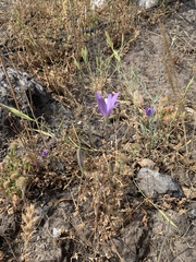 Brodiaea leptandra