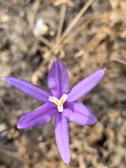 Brodiaea leptandra