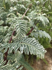 Astragalus pycnostachyus