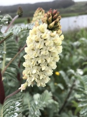 Astragalus pycnostachyus