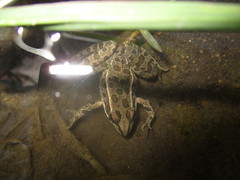 Lithobates neovolcanicus