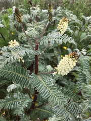 Astragalus pycnostachyus