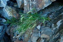 Poa novae-zelandiae