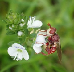Myopa clausa