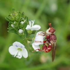 Myopa clausa
