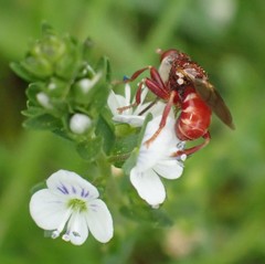 Myopa clausa